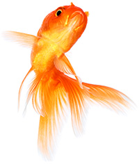 goldfish swimming on white background